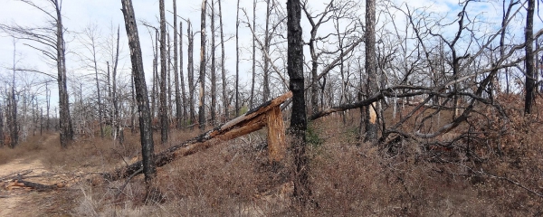 Désolation à Bastrop State Park, après l'incendie de 2011.
