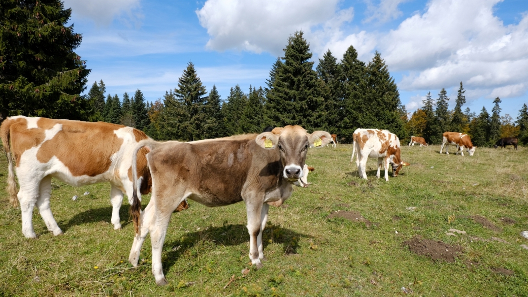 Petit Pré de Rolle - Vaud - Suisse