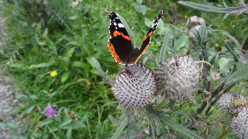 Cirse Laineux - Cirsium Eriophorum