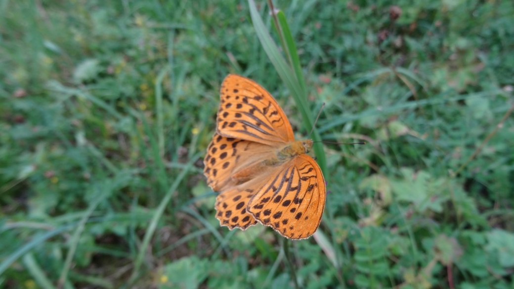 Tabac d'Espagne - Argynnis Paphia