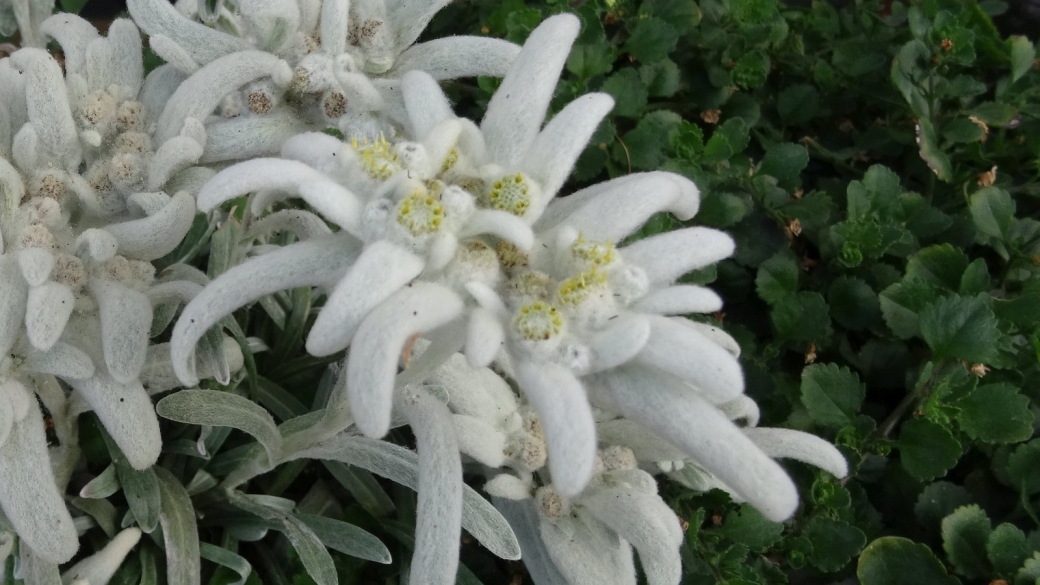 Edelweiss - Leontopodium Alpinum