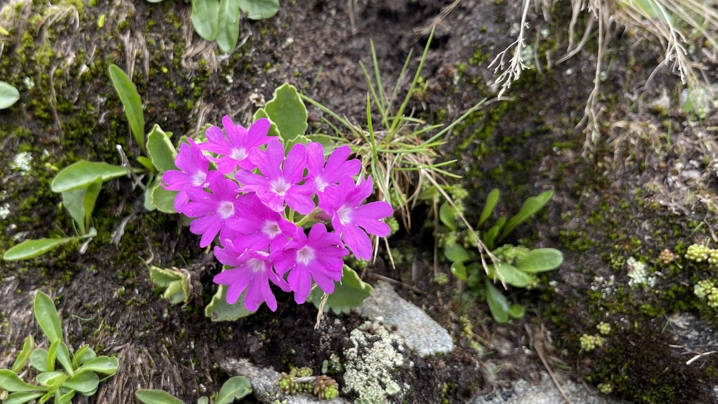 Primevère à Gorge blanche - Primula Hirsuta