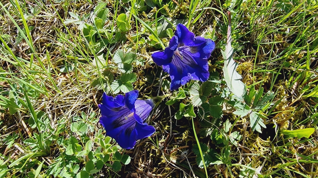 Gentiane Acaule - Gentiana Acaulis