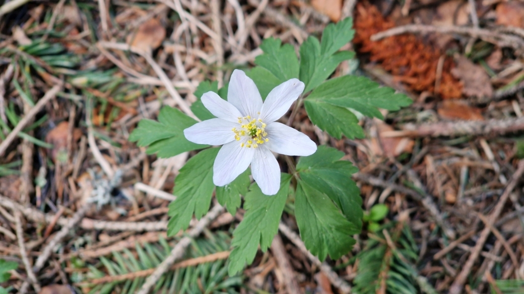 Anémone des Bois - Anemone Nemorosa