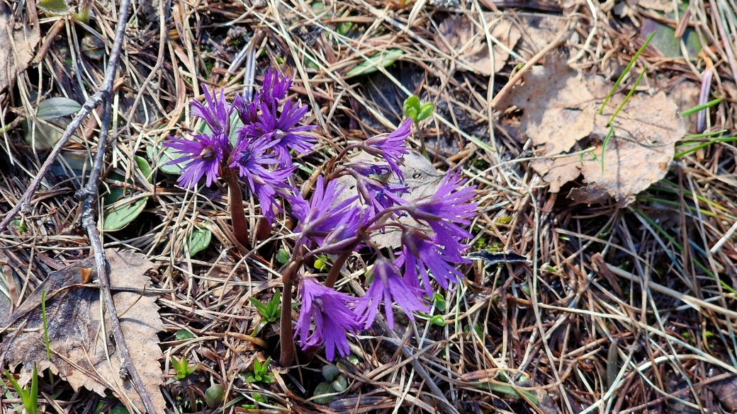 Soldanelle des Alpes - Soldanella Alpina