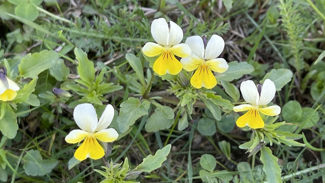 Pensée des Champs - Viola arvensis Murray