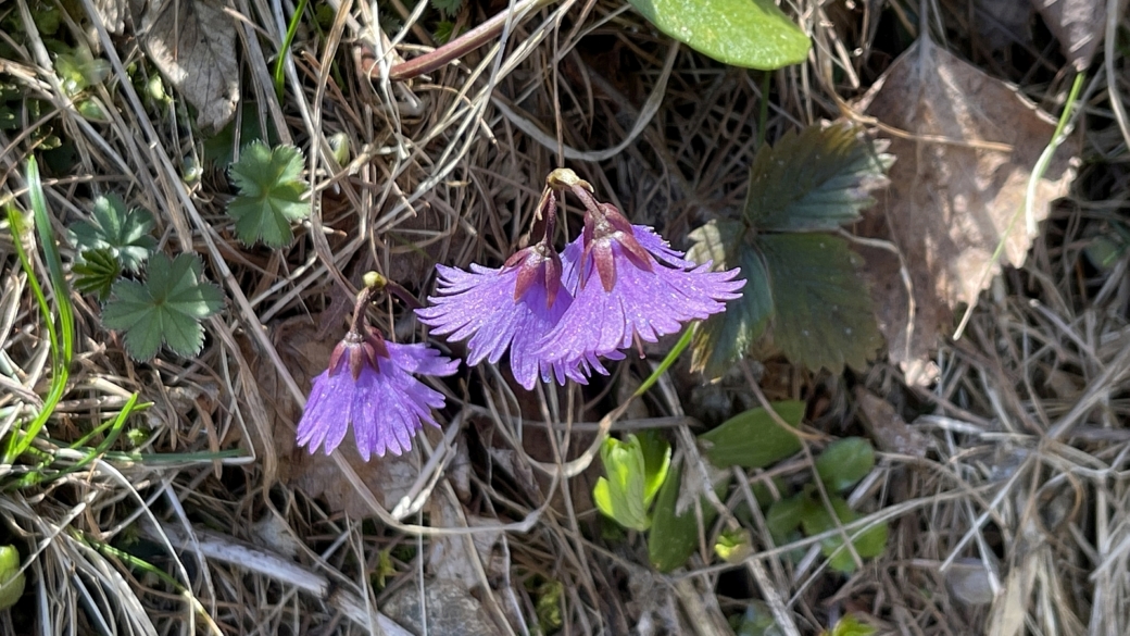 Soldanelle des Alpes - Soldanella Alpina