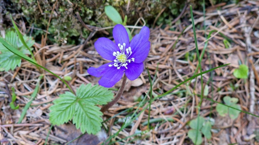 Hépatique à trois lobes - Hepatica Nobilis