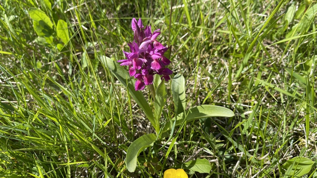 Orchis à Odeur de sureau - Dactylorhiza Sambucina