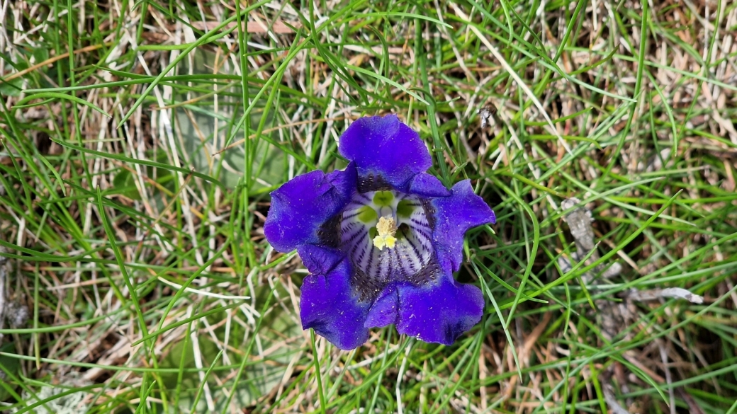 Gentiane Acaule - Gentiana Acaulis