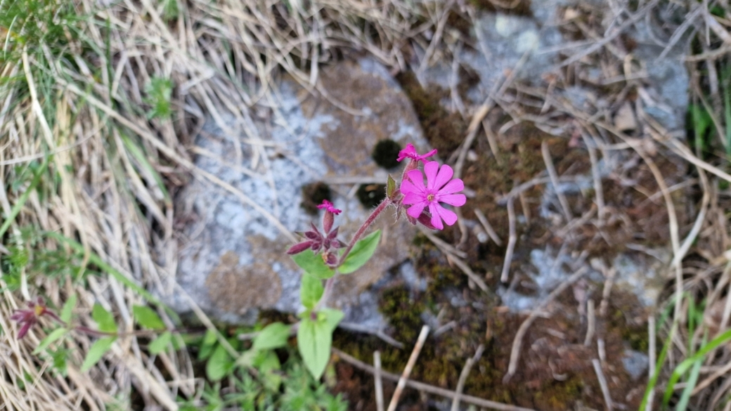 Compagnon Rouge - Silene Dioica