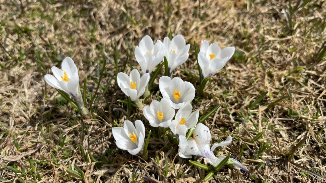 Crocus - Crocus Albiflorus