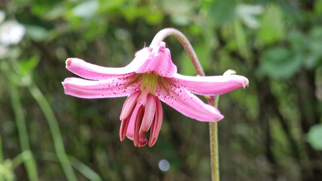 Lis Martagon - Lilium Martagon