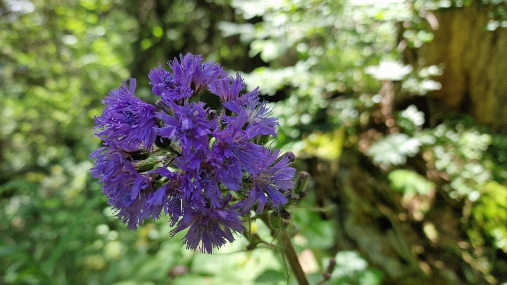 Cicerbite des Alpes - Cicerbita Alpina 