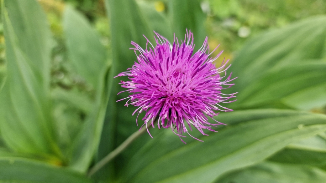 Chardon Décapité - Carduus Defloratus