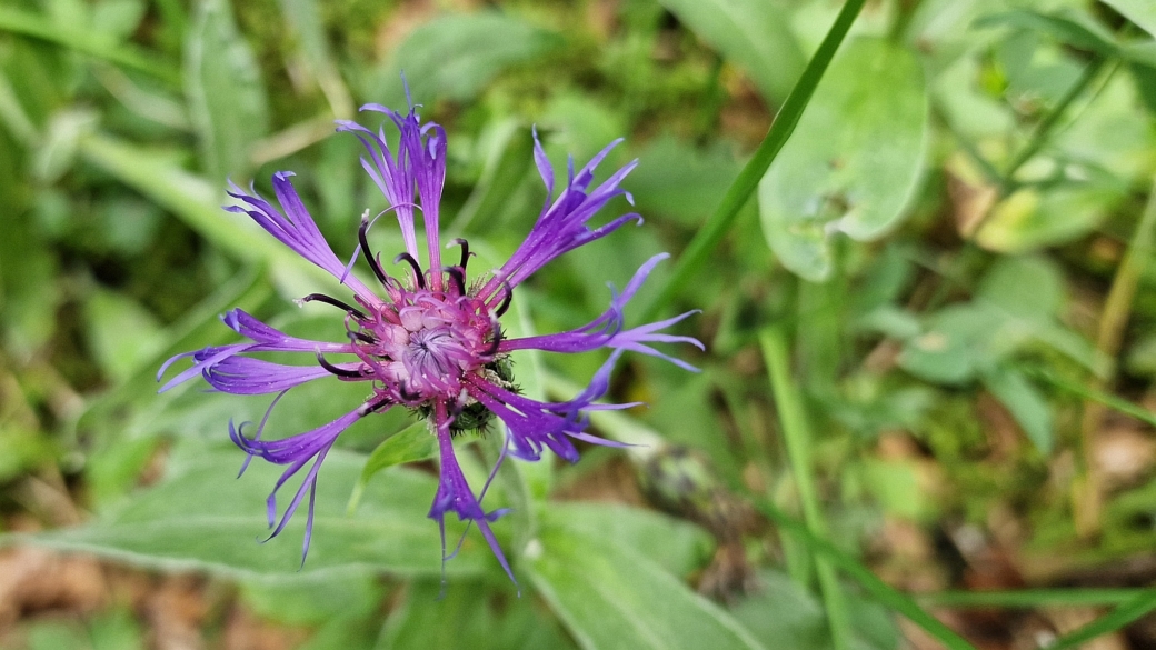 Centaurée des Montagnes - Centaurea Montana