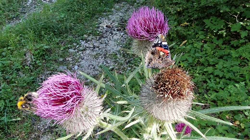 Cirse Laineux - Cirsium Eriophorum