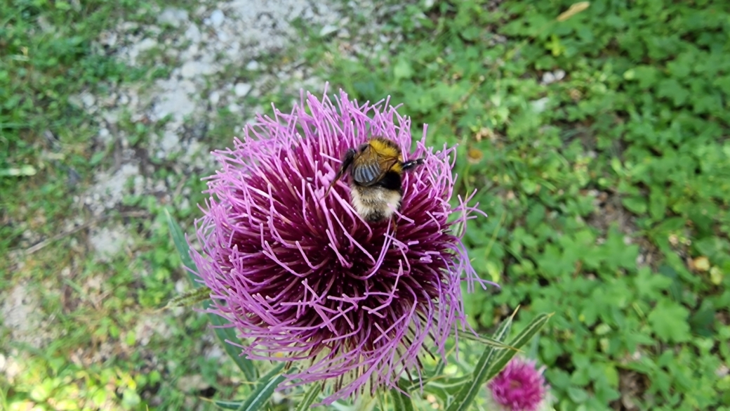 Cirse Laineux - Cirsium Eriophorum