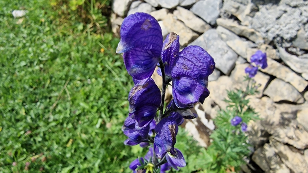 Aconit Napel - Aconitum Napellus