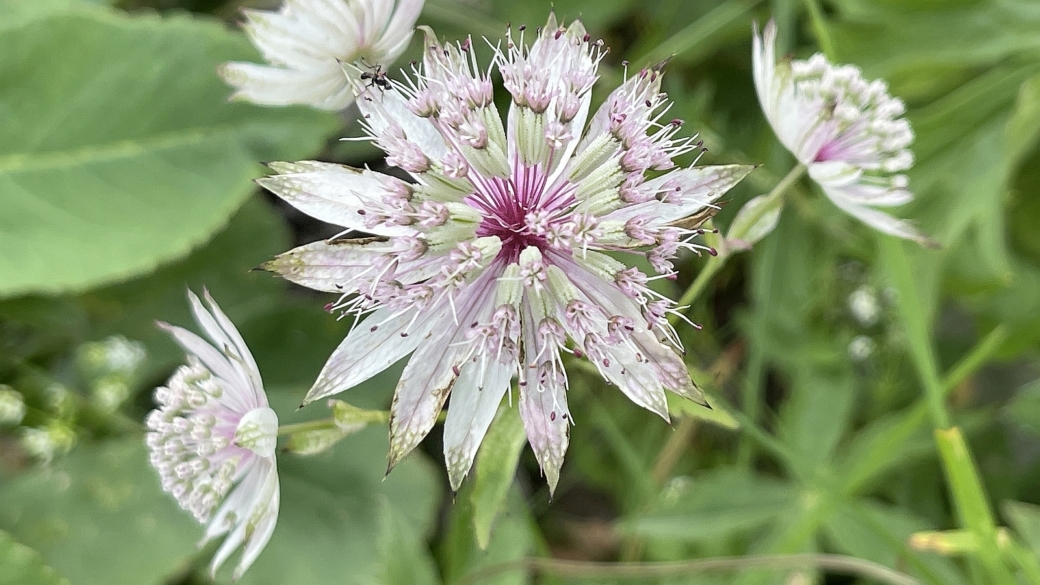 Grande Astrance - Astrantia Major