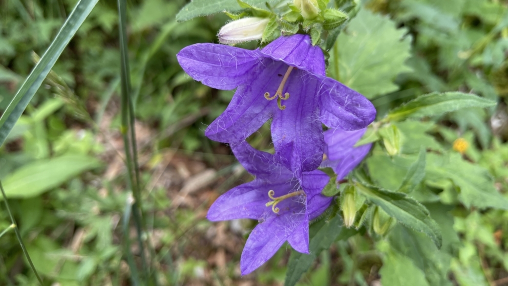 Campanule Gantelée - Campanula Trachelium